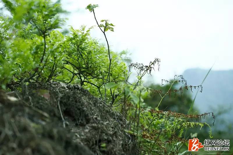 传说中的世外桃源:走进千年土家长寿村