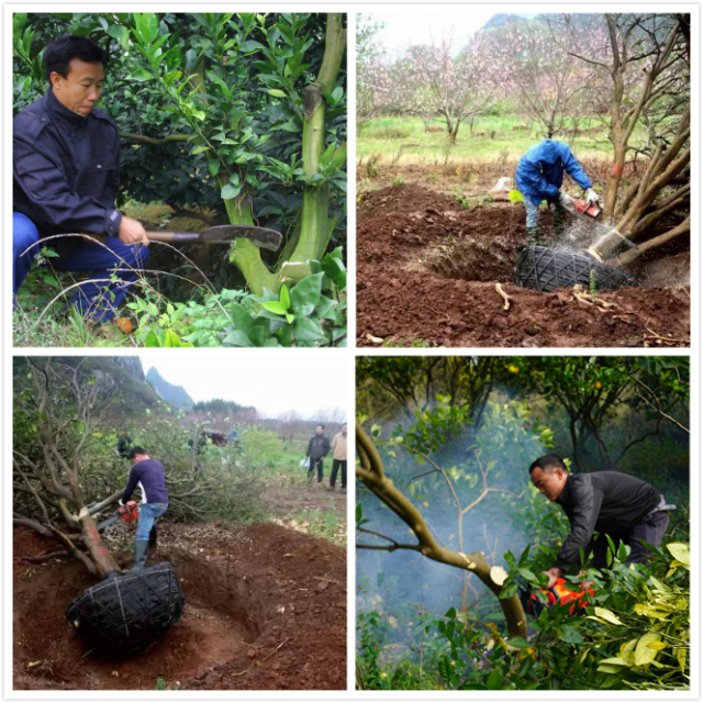 他在国营柑橘基地干了15年,总结了一套超实用的黄龙病防治方法