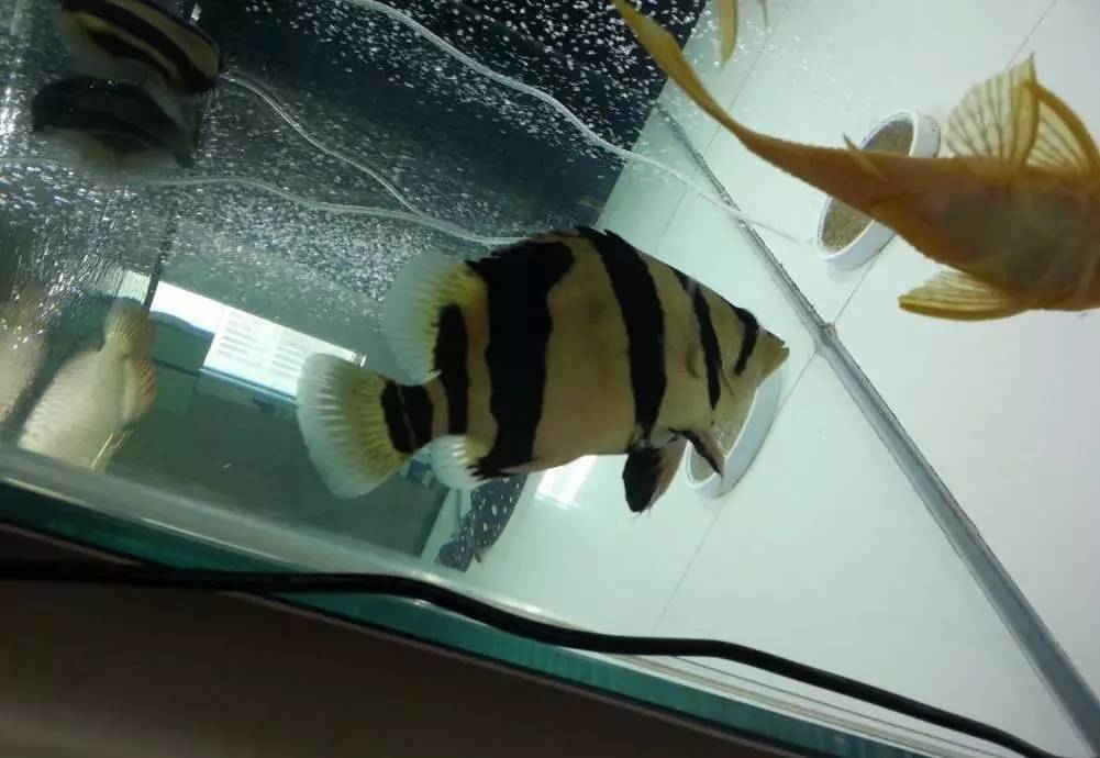 2米龙魟虎缸，23天开缸全记录