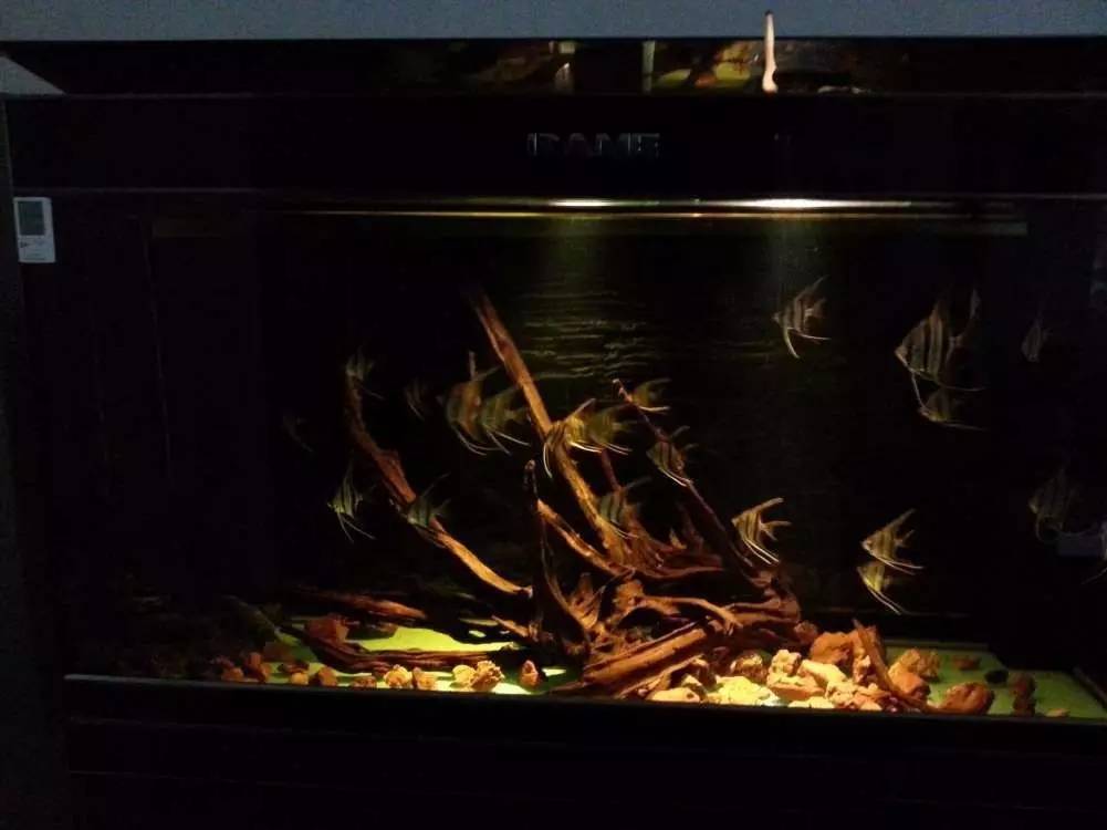 2米龙魟虎缸，23天开缸全记录