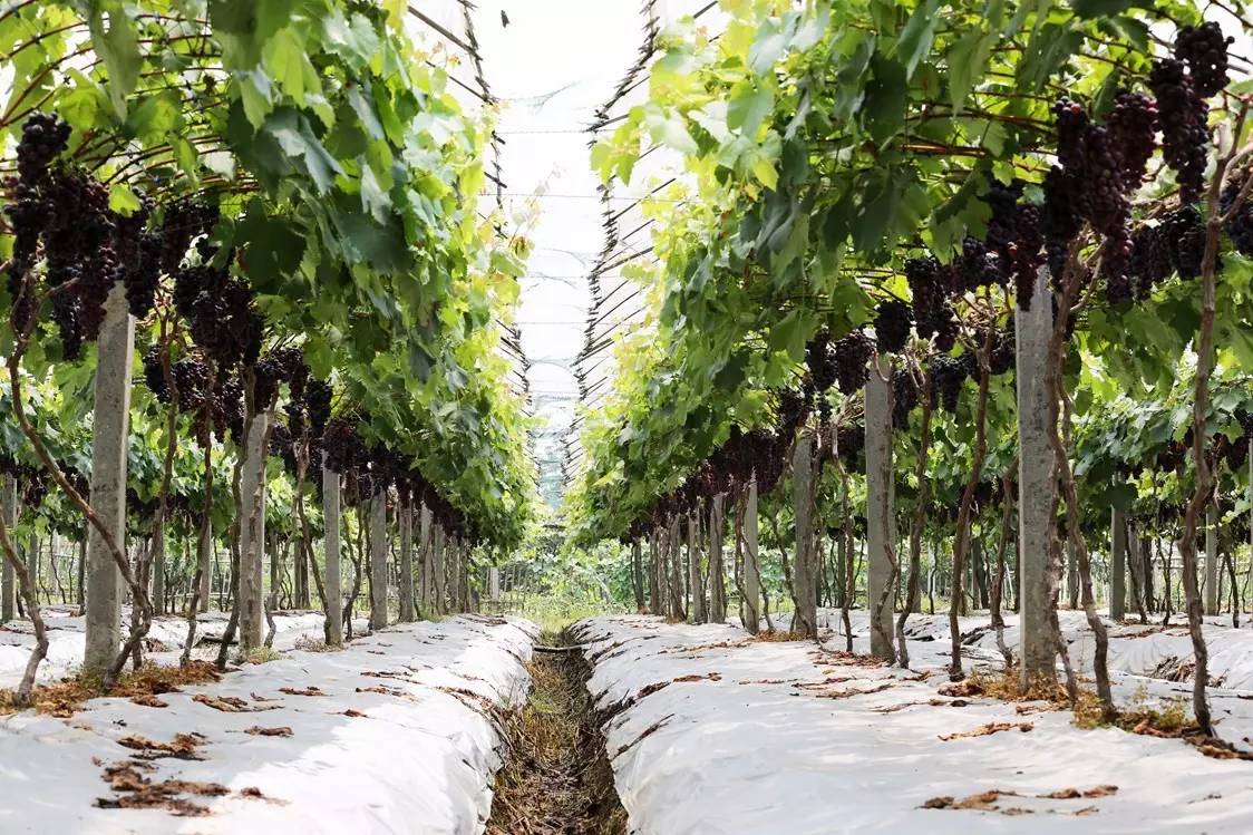 夏日冰爽解渴消暑的秘诀,消暑有妙招