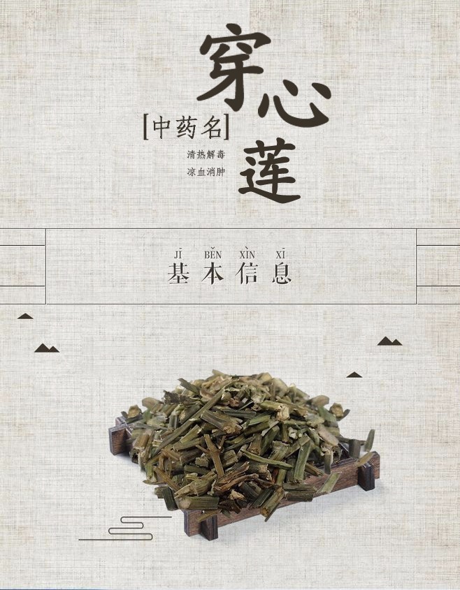 「百草园」那些“悬壶济世”的植物（十六）穿心莲