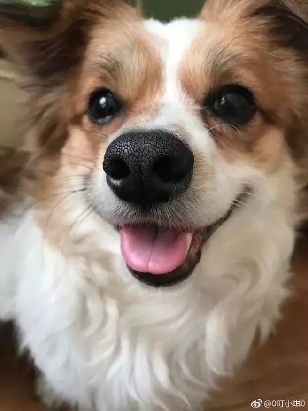 中华田园犬中颜值比较高的,中华田园犬颜值天花板