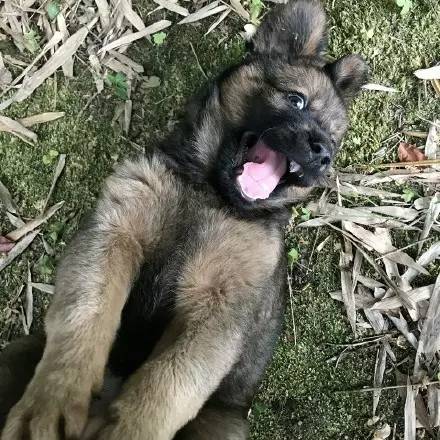 中华田园犬中颜值比较高的,中华田园犬颜值天花板