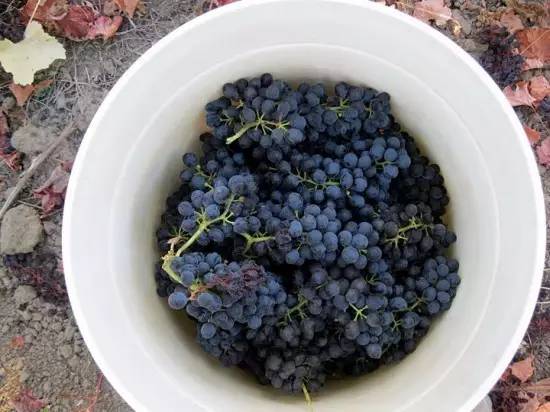 怎么吃葡萄不吐葡萄皮呢,如何吃葡萄不吐葡萄皮