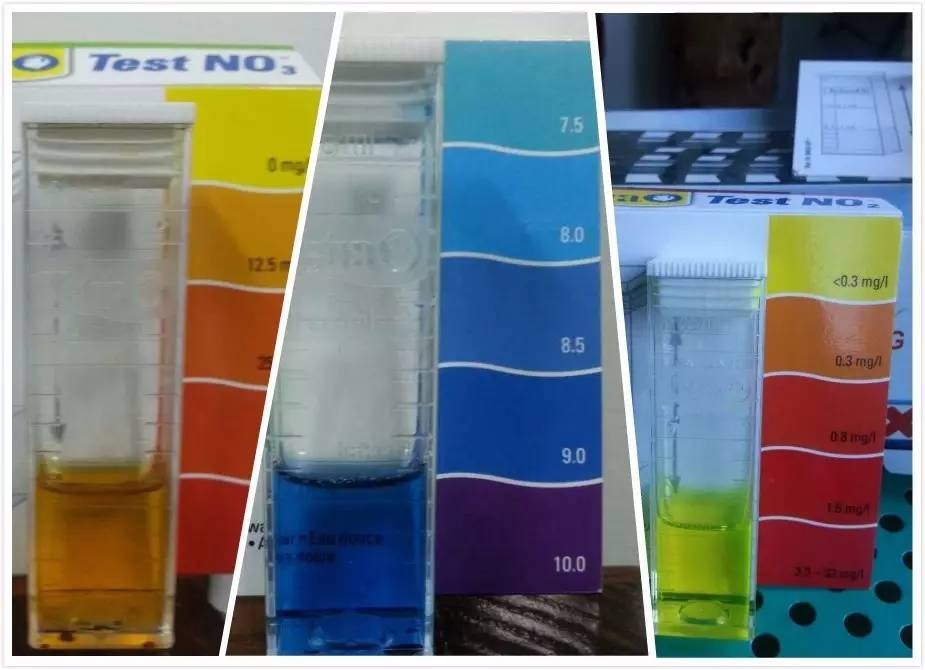 2米龙魟虎缸，23天开缸全记录