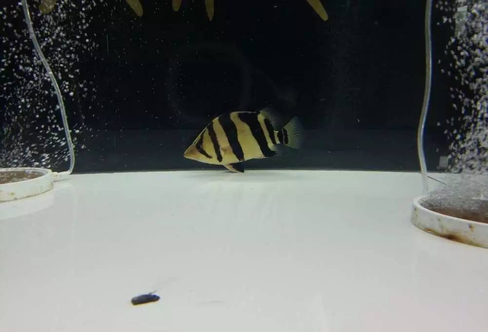 2米龙魟虎缸，23天开缸全记录