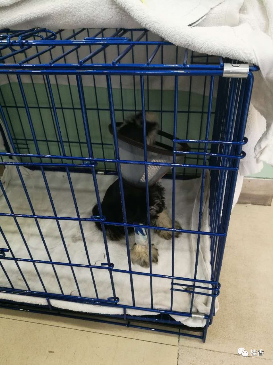 说说我养猫的事情,2个小时的养狗经历