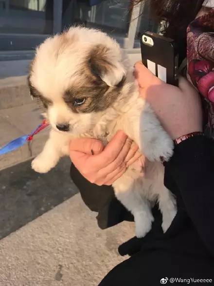 中华田园犬中颜值比较高的,中华田园犬颜值天花板