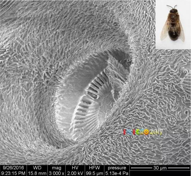 微观星球显微镜下的奇妙世界,显微镜下的奇妙世界视频