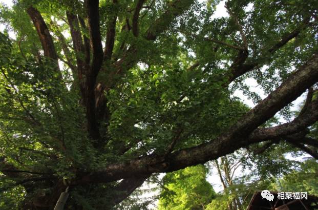 熊本美食大攻略,熊本城美食