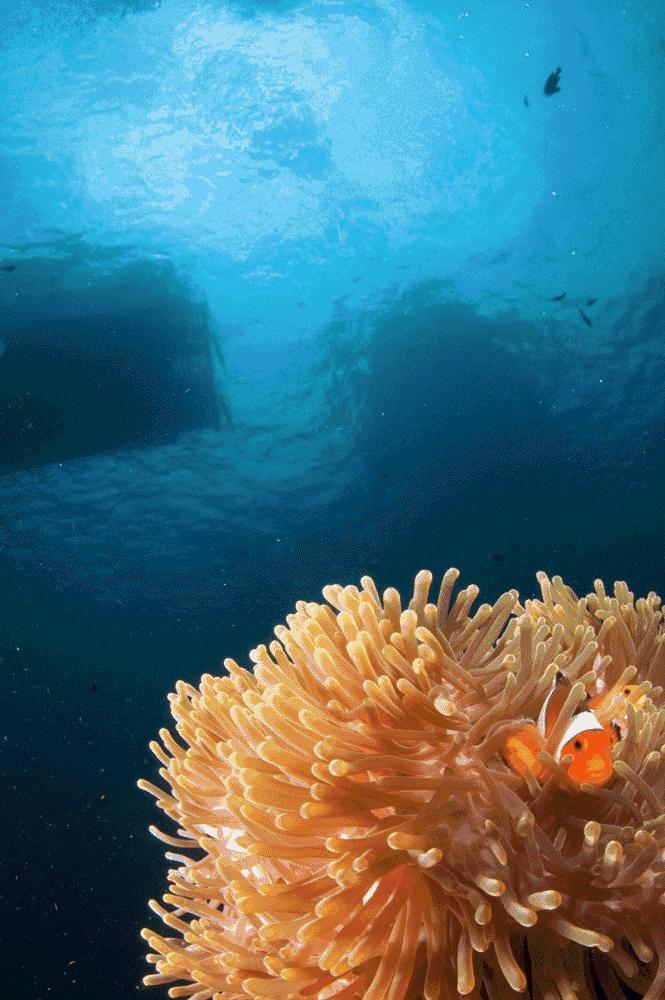 老炮旅行记北京,小白去泰国潜水攻略