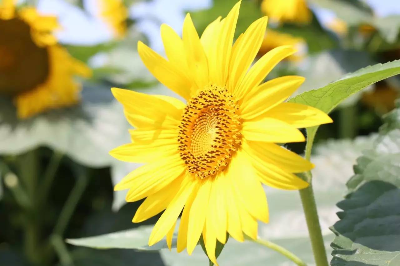 实拍鲅鱼圈“金色海洋”！和你的Ta来场“沉默”的邂逅……