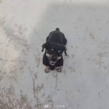 中华田园犬中颜值比较高的,中华田园犬颜值天花板