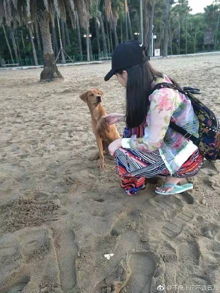 中华田园犬中颜值比较高的,中华田园犬颜值天花板