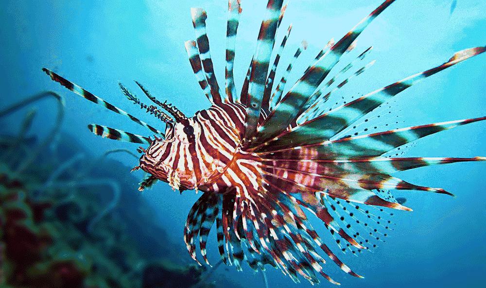 老炮旅行记北京,小白去泰国潜水攻略