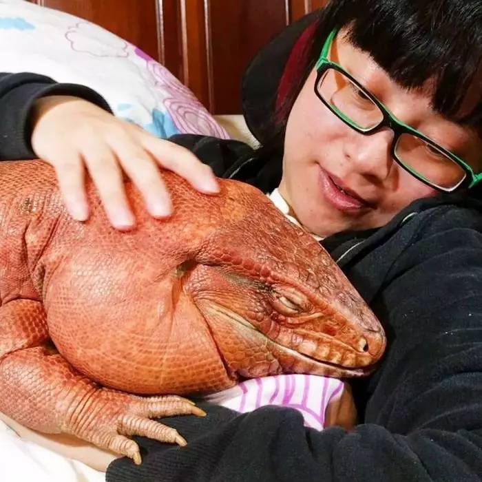 超可爱的宠物蜥蜴,这只宠物太可爱了抖音