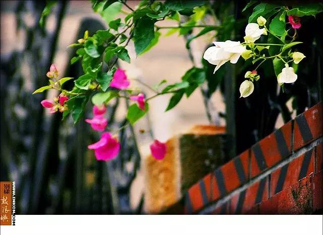 鼓浪屿申遗过程,鼓浪屿申遗40年成功了吗