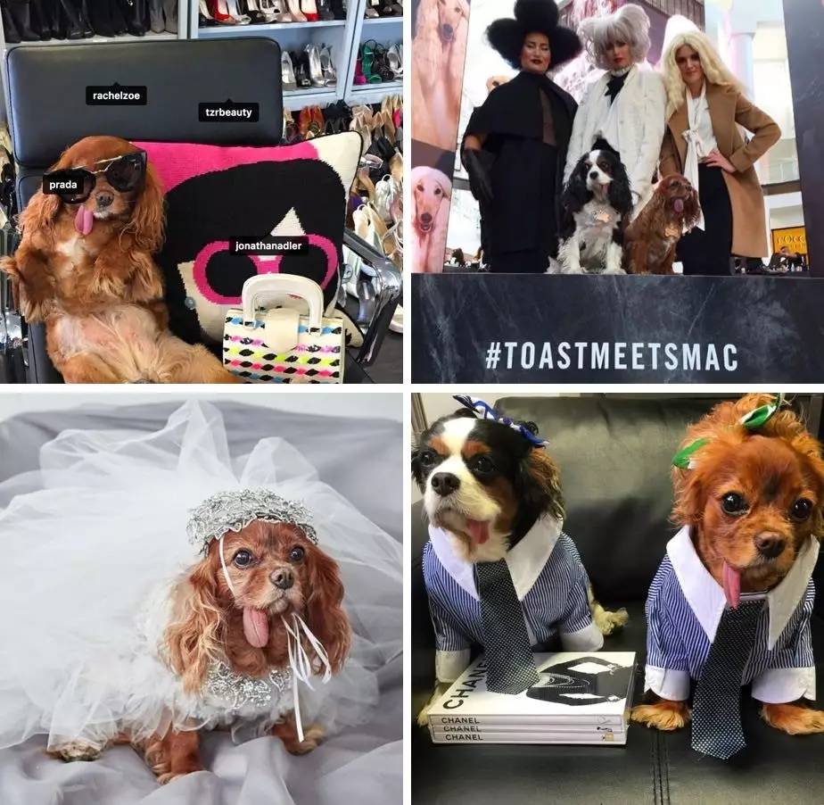 我没牙,我腿短,但我很红!