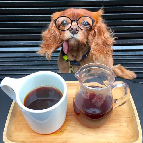 我没牙,我腿短,但我很红!