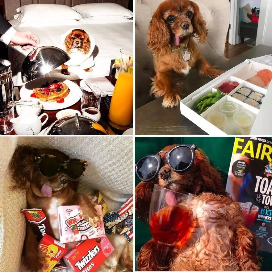 我没牙，我腿短，但我很红！