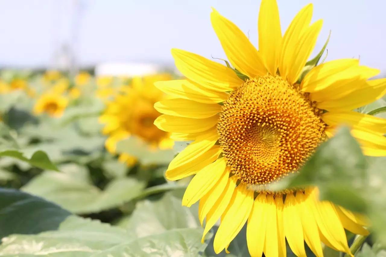 实拍鲅鱼圈“金色海洋”！和你的Ta来场“沉默”的邂逅……