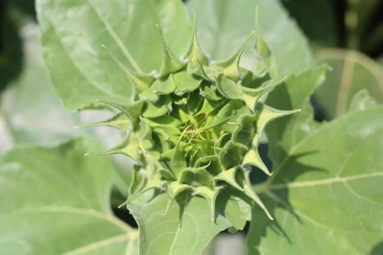 实拍鲅鱼圈“金色海洋”！和你的Ta来场“沉默”的邂逅……