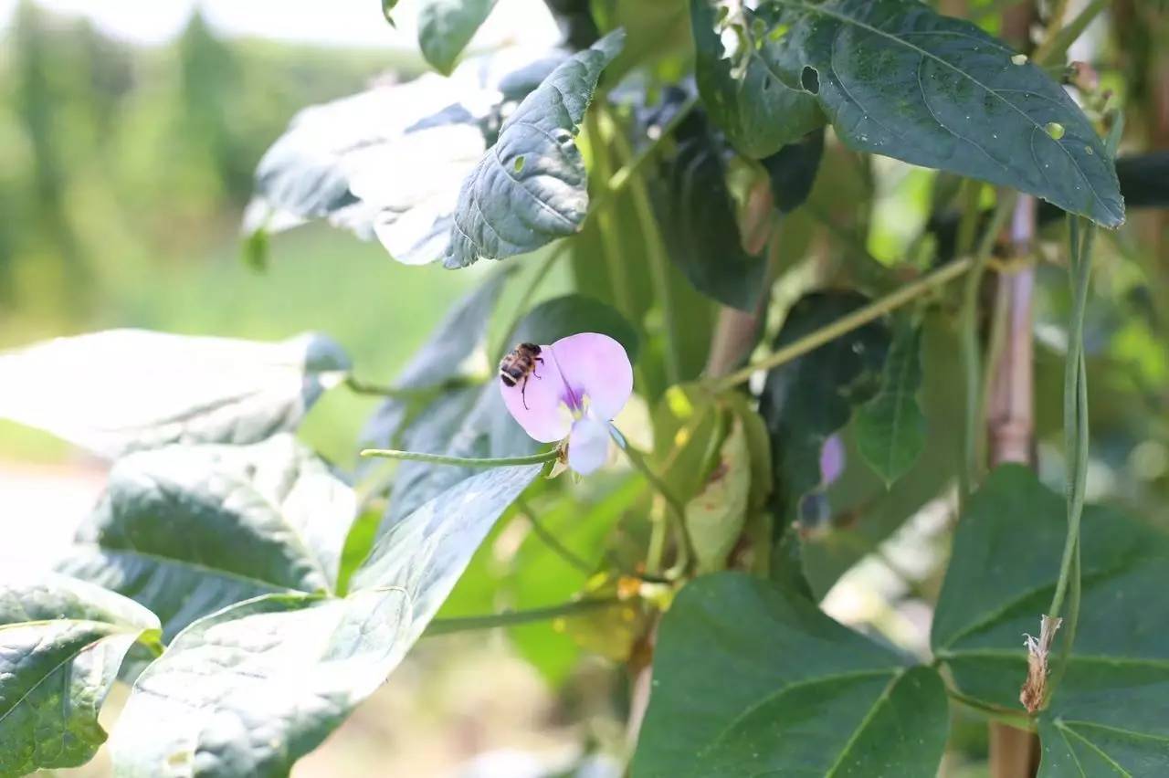 实拍鲅鱼圈“金色海洋”！和你的Ta来场“沉默”的邂逅……