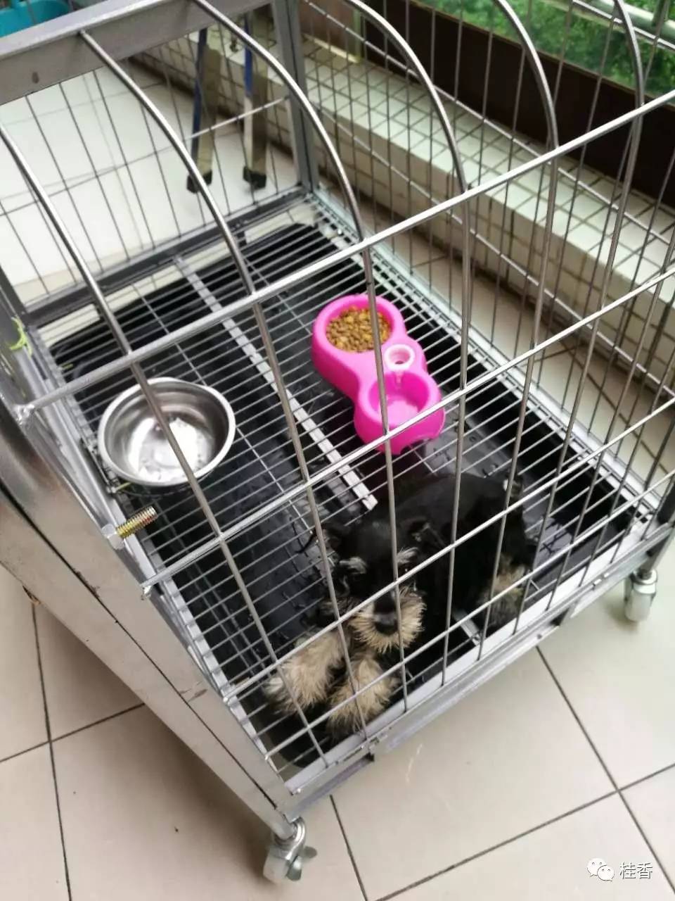 说说我养猫的事情,2个小时的养狗经历