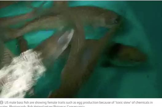 避孕药被排入下水道……英国有很大一部分鱼变性了……变性了……性了……