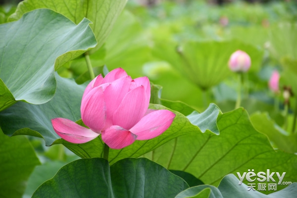 尼康d7500比d7100画质提升多少,尼康d7500和佳能90d哪个值得入手