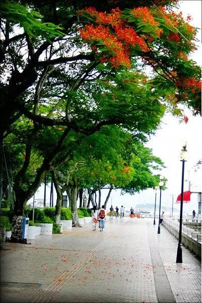 鼓浪屿申遗过程,鼓浪屿申遗40年成功了吗