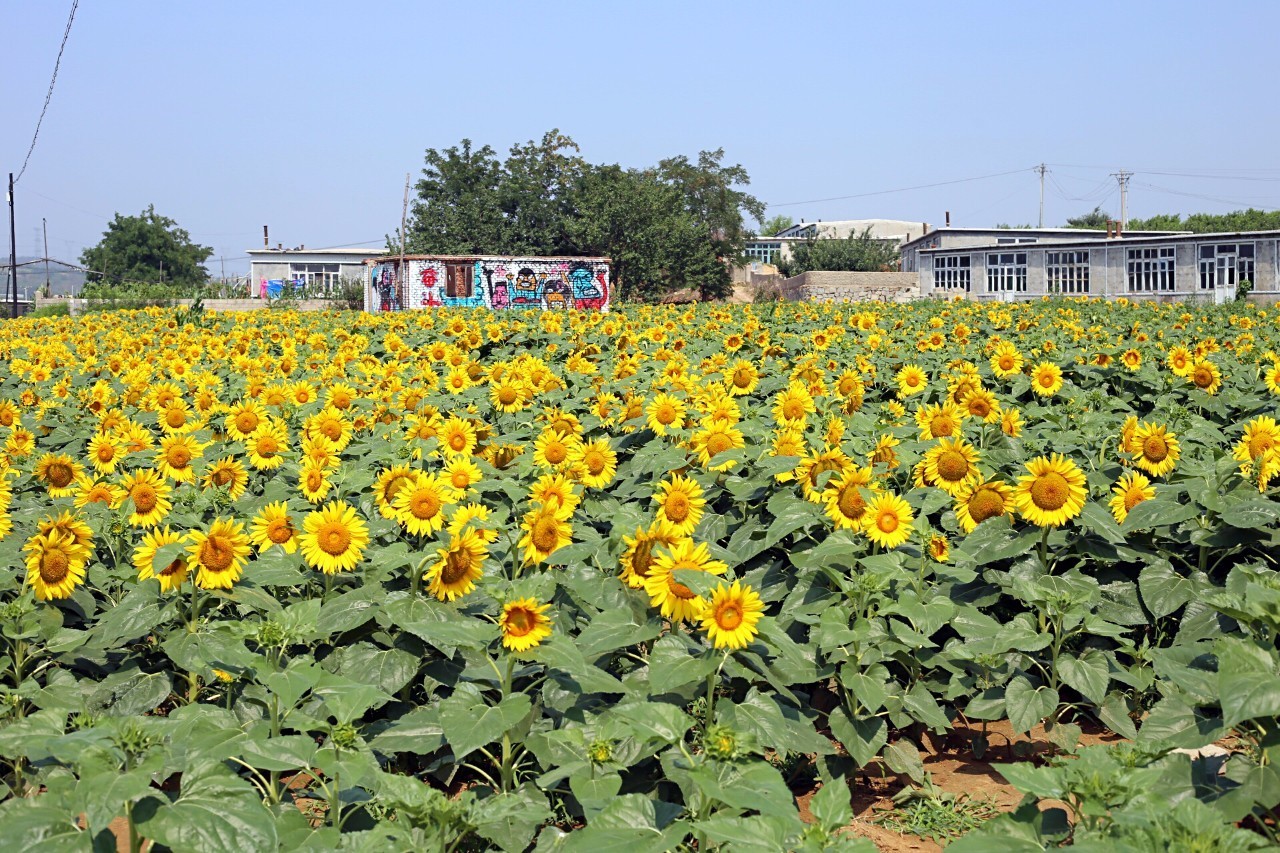 实拍鲅鱼圈“金色海洋”！和你的Ta来场“沉默”的邂逅……