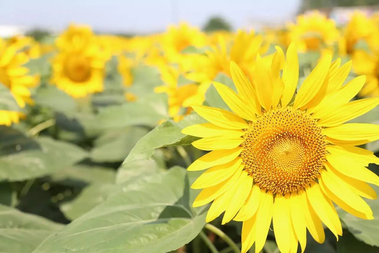 实拍鲅鱼圈“金色海洋”！和你的Ta来场“沉默”的邂逅……