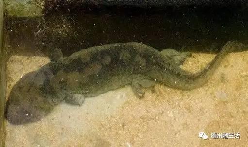 那些你不知道的原声,那些你不知道的精彩片段