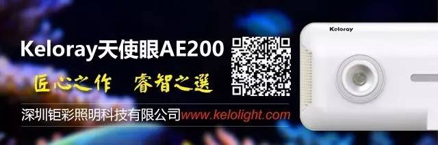 炮弹鱼追人咬,炮弹鱼钓石斑