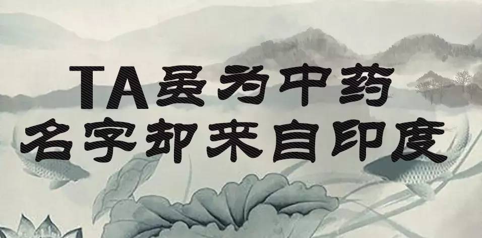 「百草园」那些“悬壶济世”的植物（十六）穿心莲