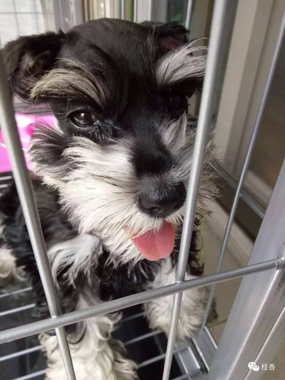 说说我养猫的事情,2个小时的养狗经历