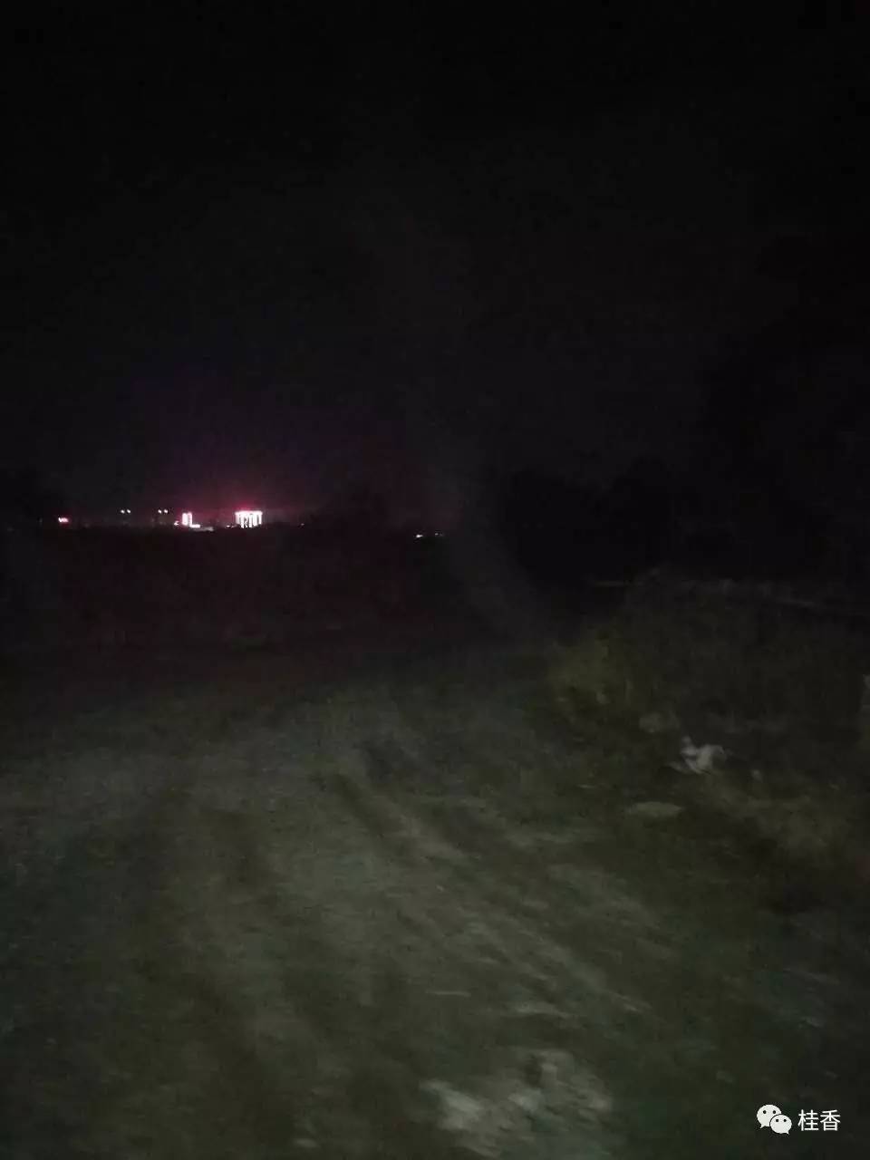 说说我养猫的事情,2个小时的养狗经历