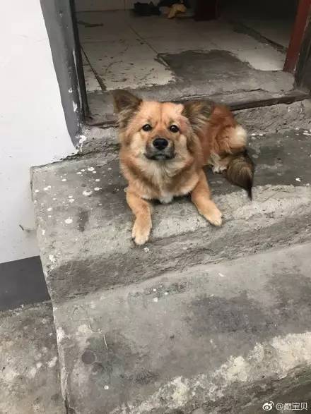 中华田园犬中颜值比较高的,中华田园犬颜值天花板