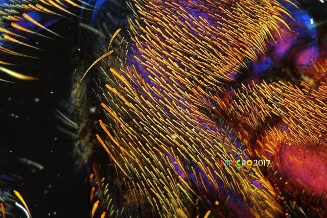 微观星球显微镜下的奇妙世界,显微镜下的奇妙世界视频