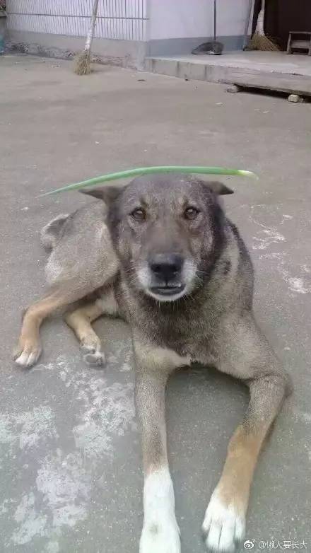 中华田园犬中颜值比较高的,中华田园犬颜值天花板