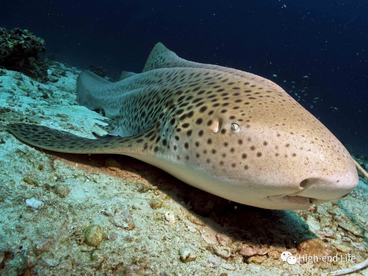 老炮旅行记北京,小白去泰国潜水攻略