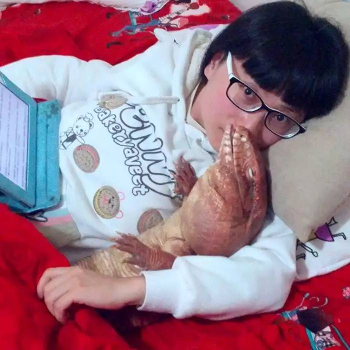 超可爱的宠物蜥蜴,这只宠物太可爱了抖音