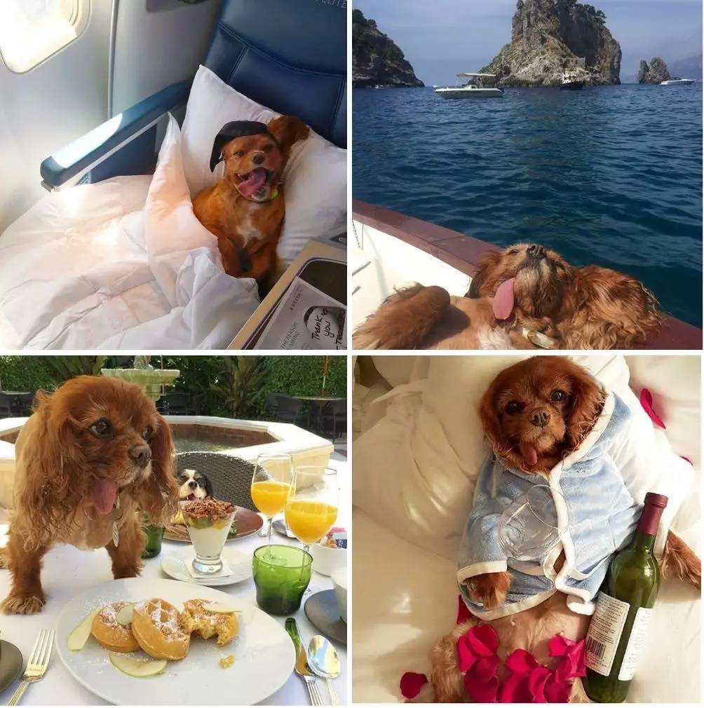 我没牙，我腿短，但我很红！