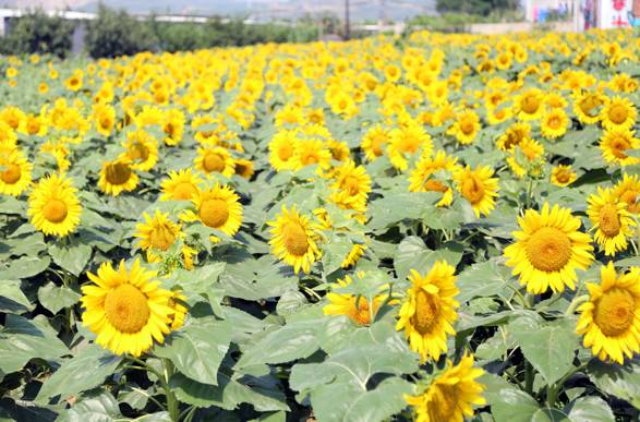 实拍鲅鱼圈“金色海洋”！和你的Ta来场“沉默”的邂逅……