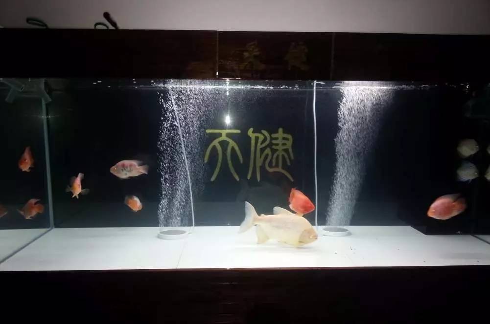 2米龙魟虎缸，23天开缸全记录