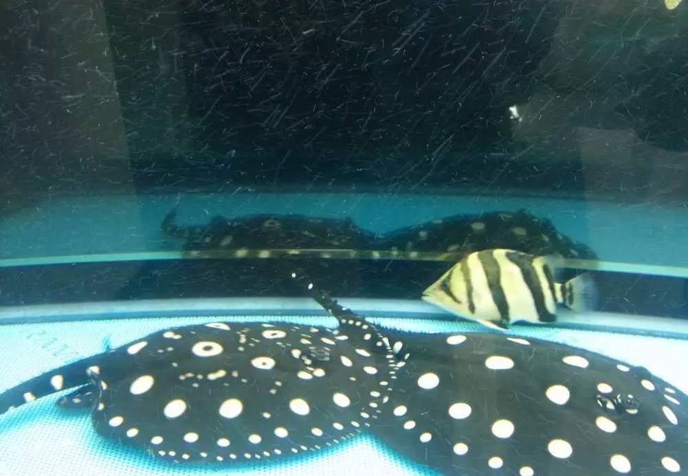 2米龙魟虎缸，23天开缸全记录