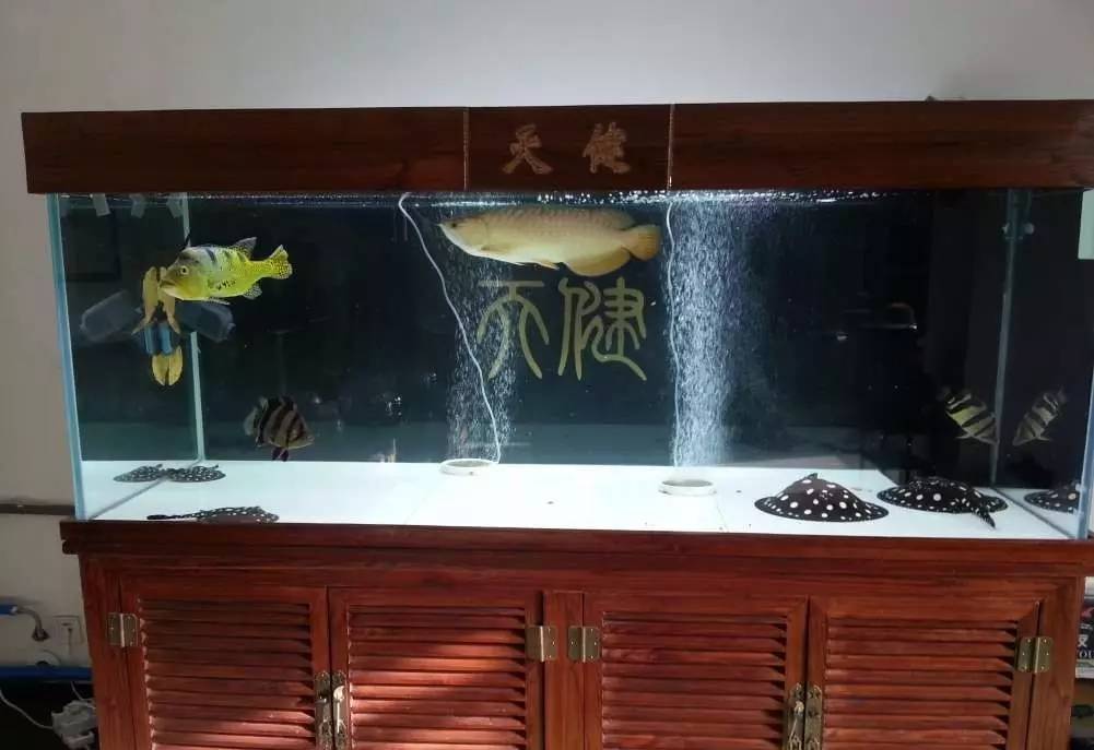 2米龙魟虎缸，23天开缸全记录