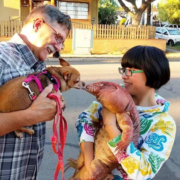 超可爱的宠物蜥蜴,这只宠物太可爱了抖音